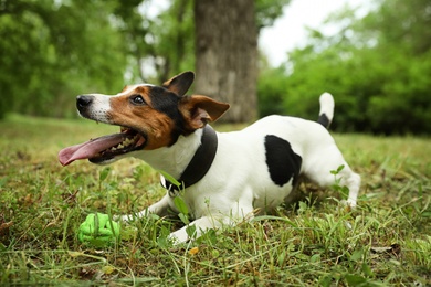 Photo of Adorable Jack Russell Terrier playing with dog toy in park