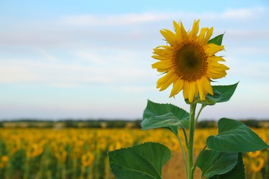 Beautiful blooming sunflower in field on summer day. Space for text