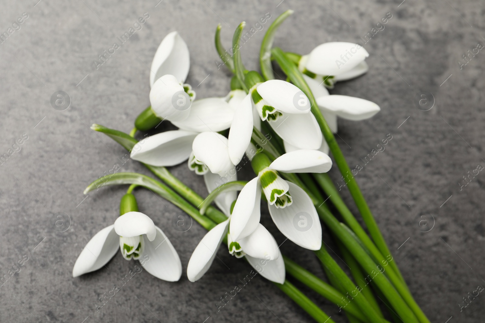 Photo of Beautiful snowdrops on grey table. Spring flowers