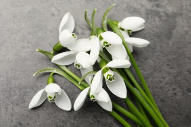 Beautiful snowdrops on grey table. Spring flowers