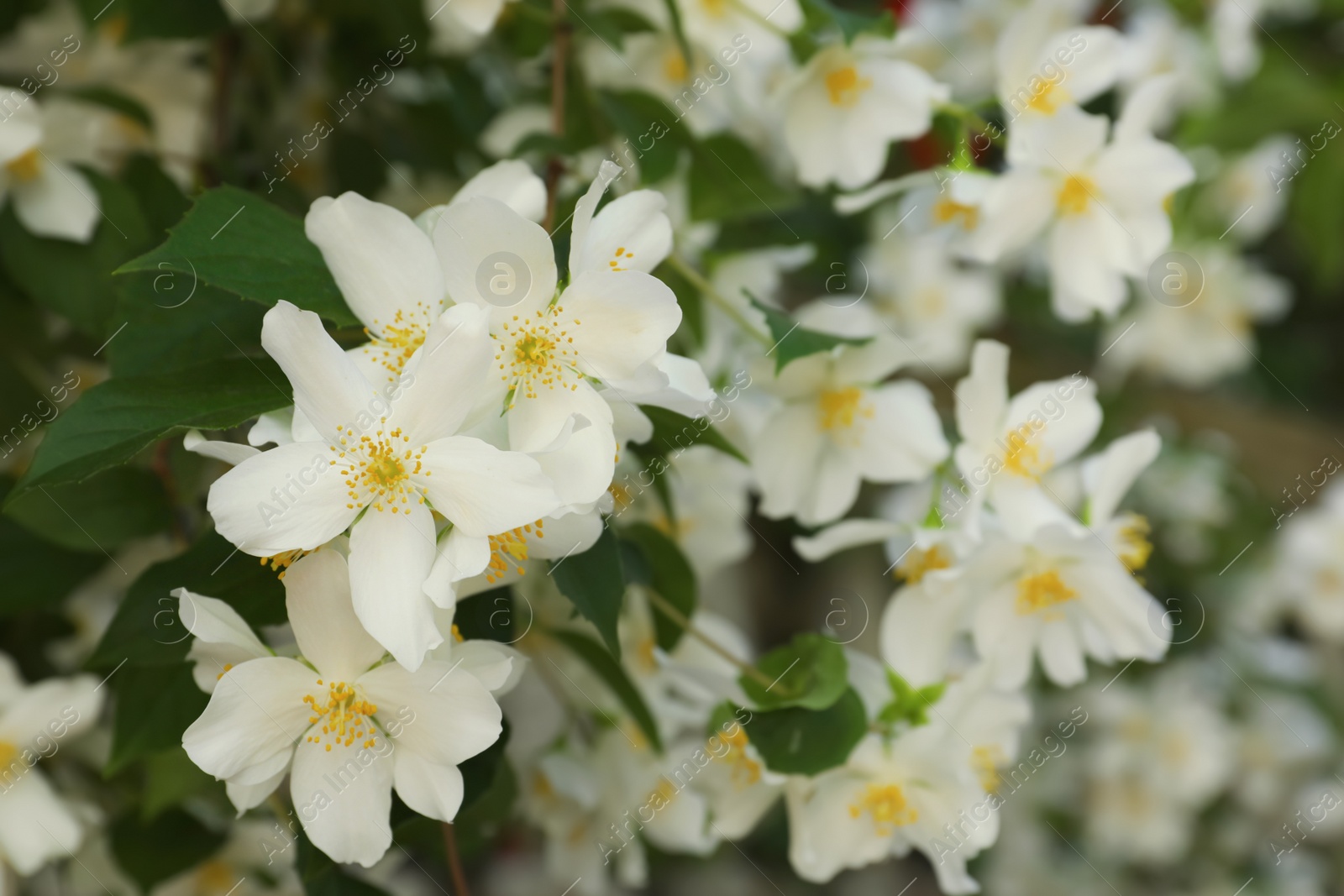 Photo of Beautiful blooming white jasmine shrub outdoors, closeup