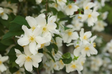 Photo of Beautiful blooming white jasmine shrub outdoors, closeup