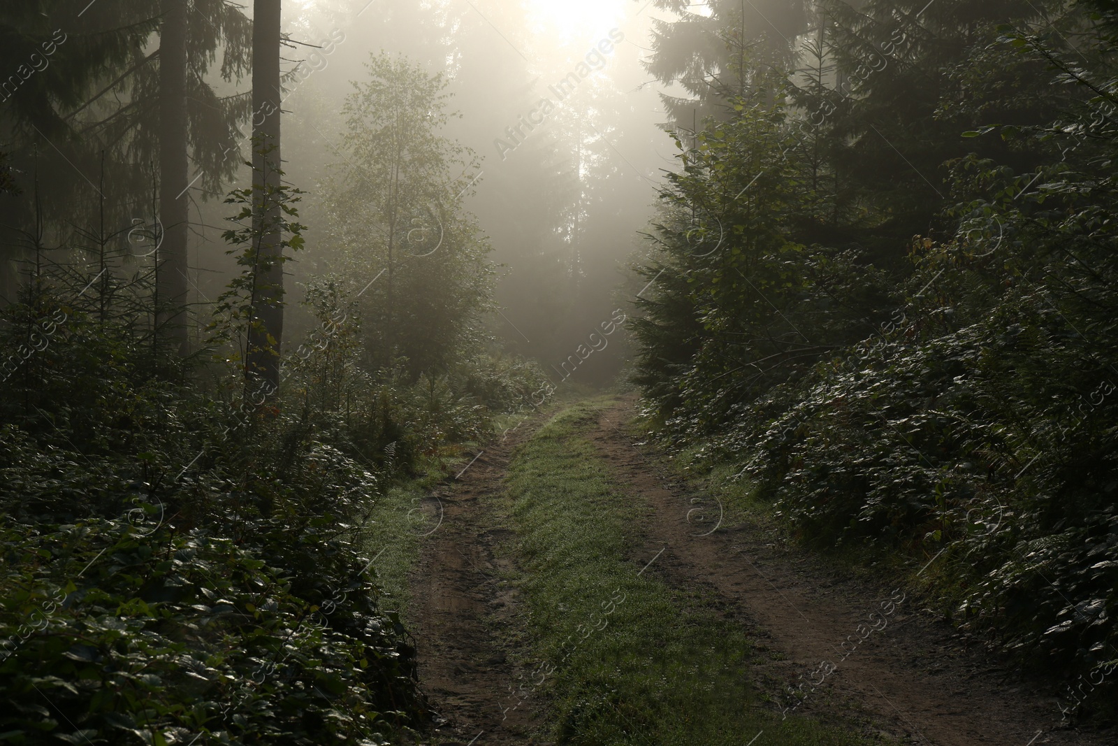 Photo of Picturesque view of path through foggy forest. Beautiful landscape