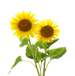 Beautiful bright blooming sunflowers on white background