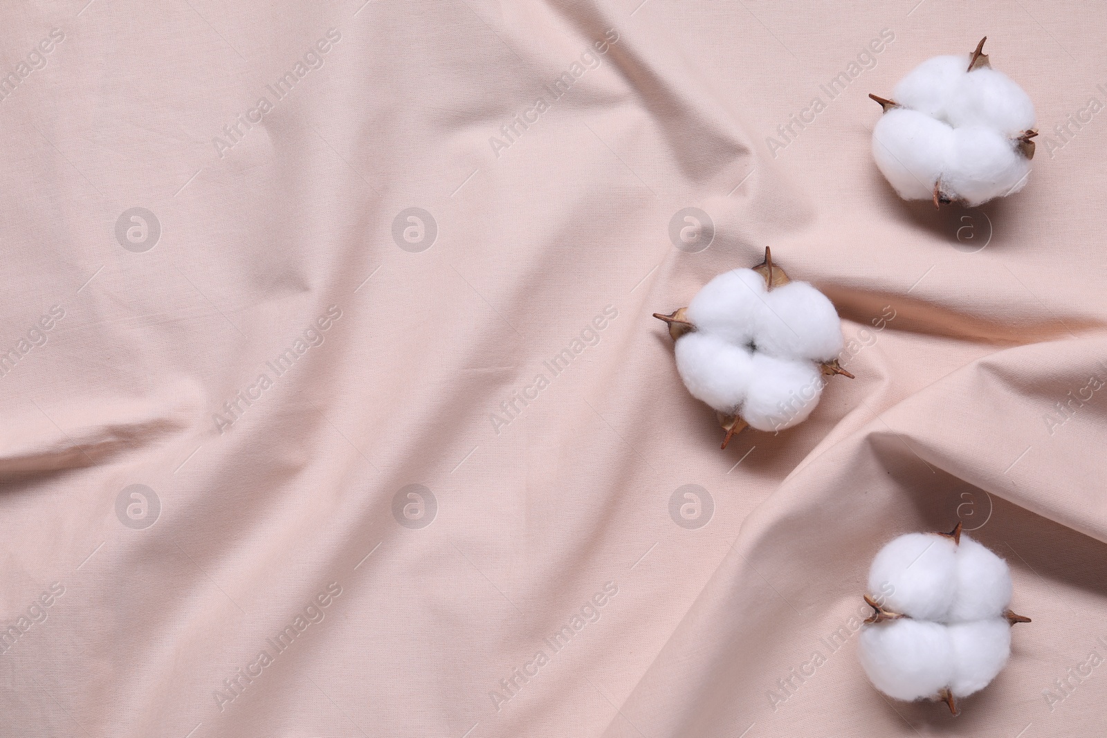 Photo of Fluffy cotton flowers on beige fabric, top view. Space for text