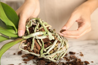 Photo of Woman transplanting orchid plant on table, closeup