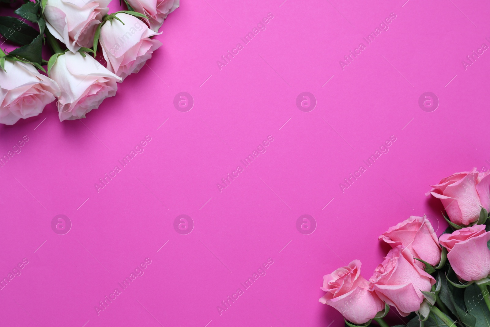 Photo of Beautiful roses on pink background, top view. Space for text