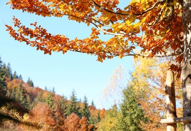 Photo of Tree with beautiful autumn leaves in mountain forest on sunny day