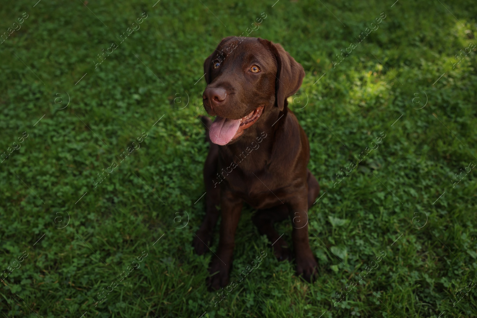 Photo of Adorable Labrador Retriever dog sitting on green grass in park