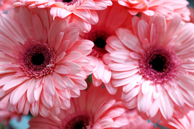 Photo of Beautiful pink gerbera flowers on blurred background, closeup. Floral decor