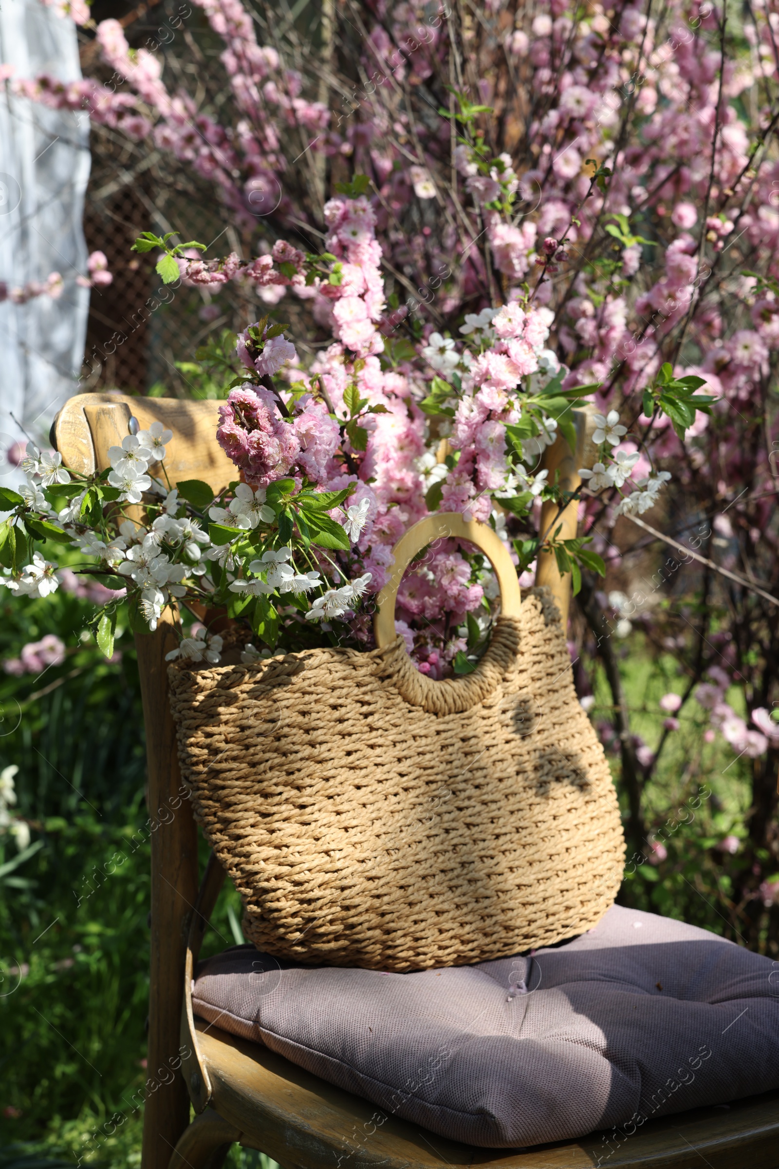Photo of Wicker basket with beautiful spring flowers on chair in garden