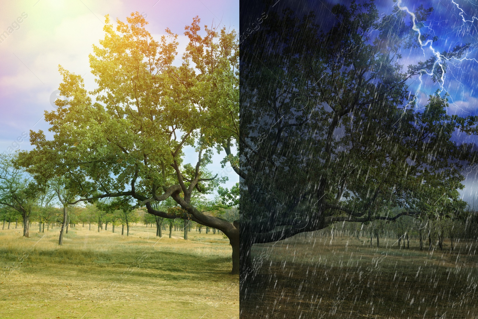 Image of Beautiful oak tree in field during sunny and stormy weather, collage