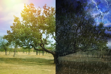 Image of Beautiful oak tree in field during sunny and stormy weather, collage