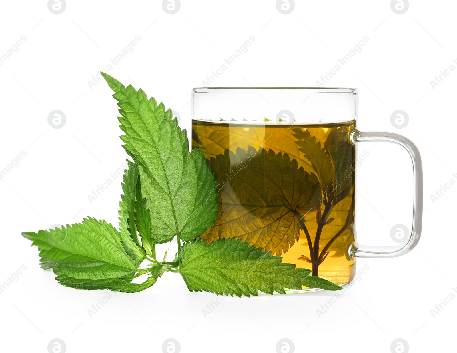 Photo of Glass cup of aromatic nettle tea and green leaves on white background