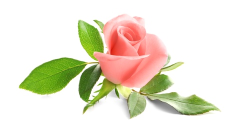 Photo of Beautiful rose on white background