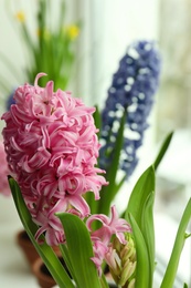 Photo of Beautiful pink hyacinth flower on blurred background