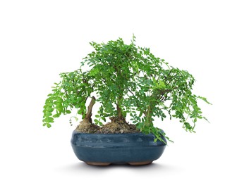 Image of Beautiful bonsai tree in pot isolated on white 