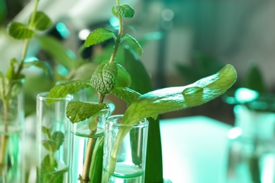 Green plants in test tubes on blurred background. Biological chemistry