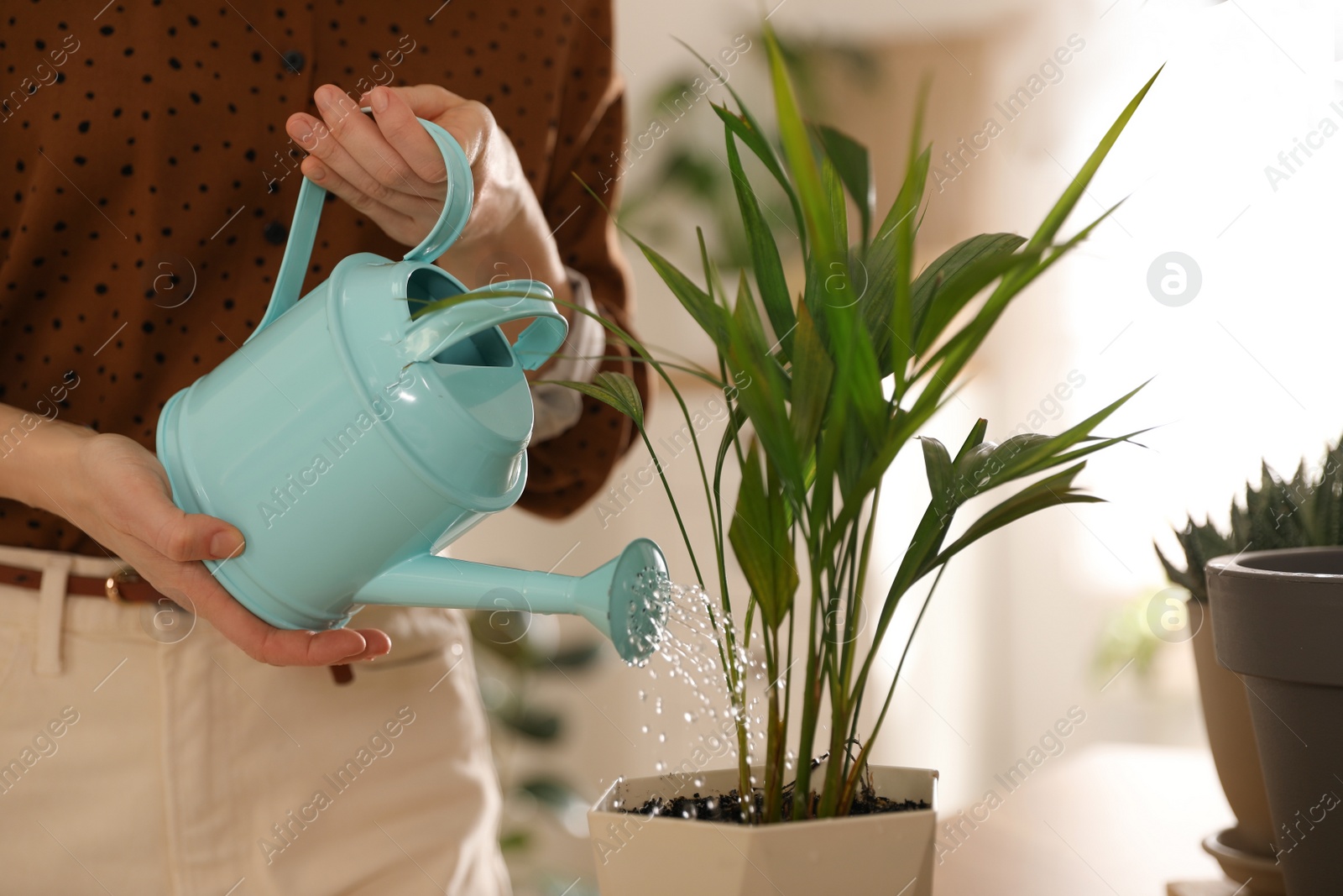 Photo of Young woman watering plant at home, closeup. Engaging hobby