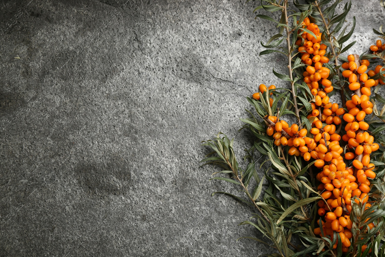 Photo of Branches of sea buckthorn on grey table, flat lay. Space for text