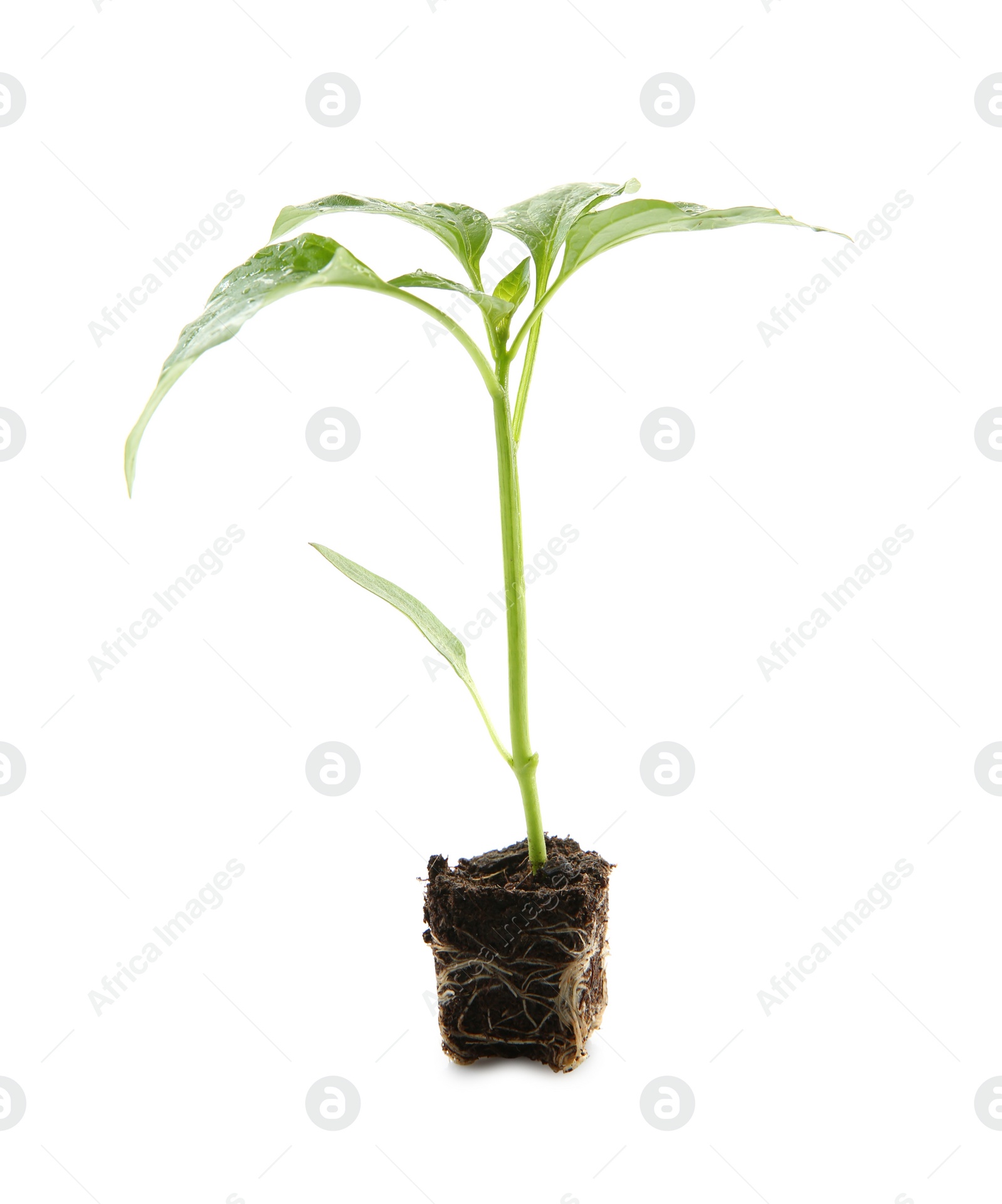 Photo of Fresh green pepper seedling isolated on white