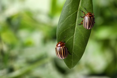 Photo of Colorado potato beetles on green leaf against blurred background, closeup. Space for text