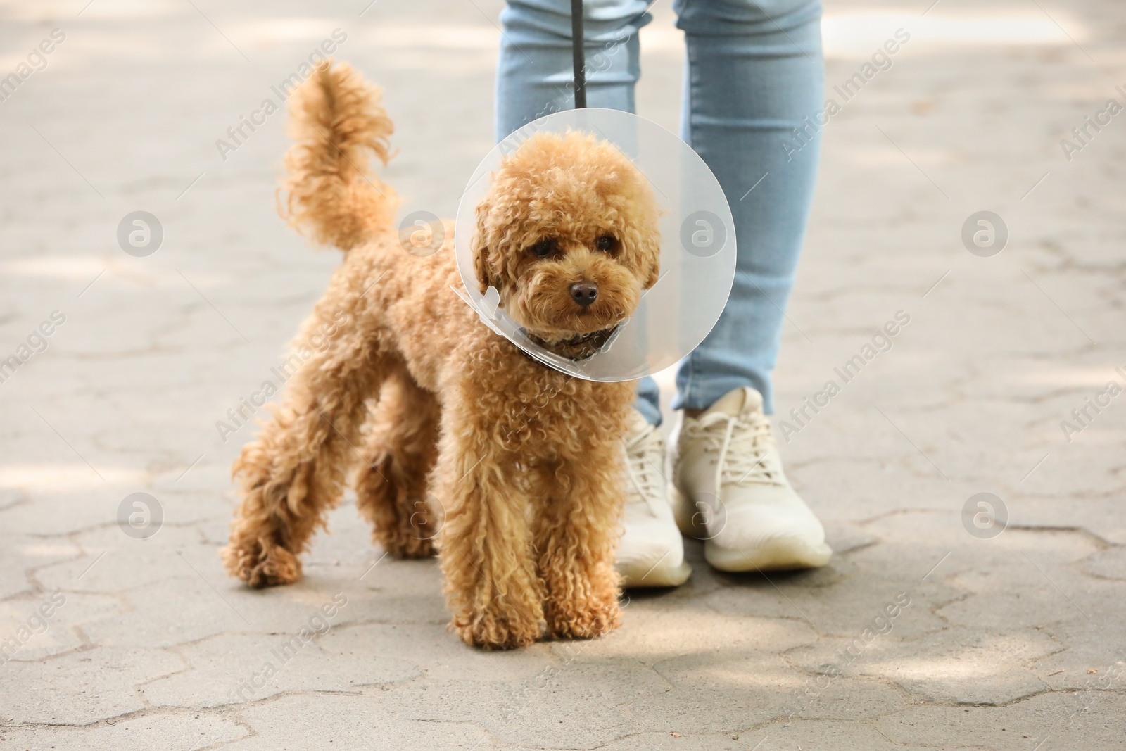 Photo of Woman walking her cute Maltipoo dog in Elizabethan collar outdoors, closeup