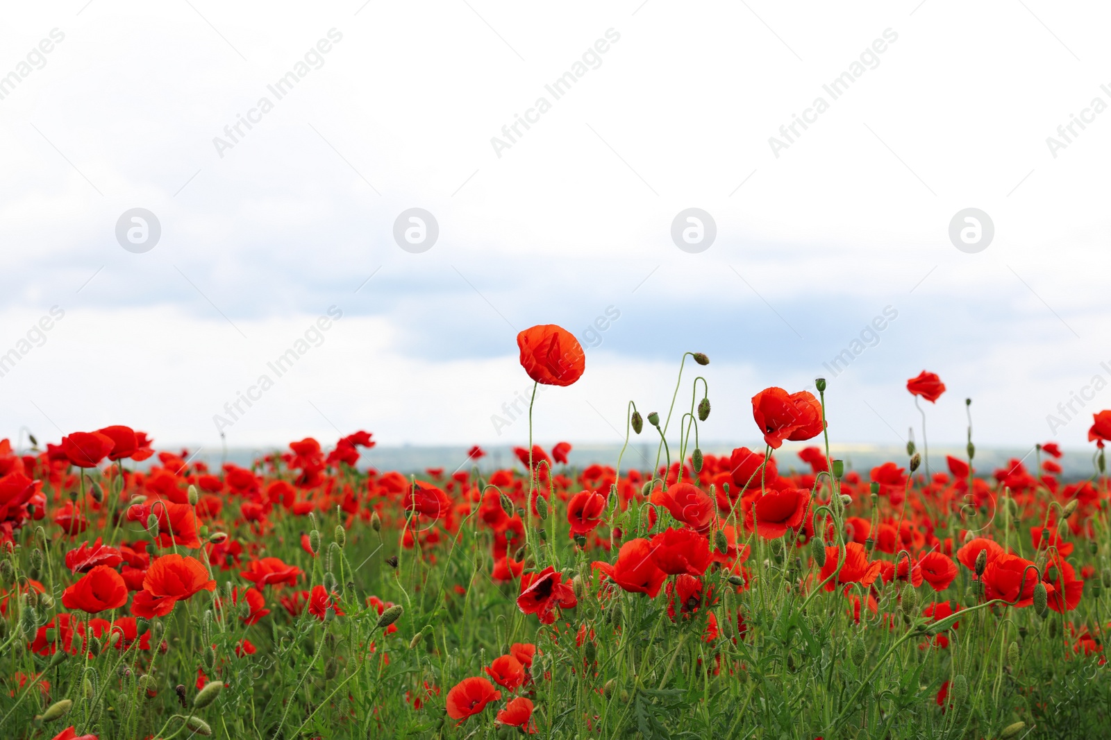 Photo of Beautiful red poppy flowers growing in field