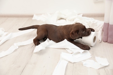 Photo of Cute chocolate Labrador Retriever puppy and torn paper on floor indoors