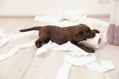 Cute chocolate Labrador Retriever puppy and torn paper on floor indoors