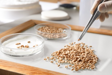 Scientist sorting wheat grains on glass tray at table in laboratory, closeup
