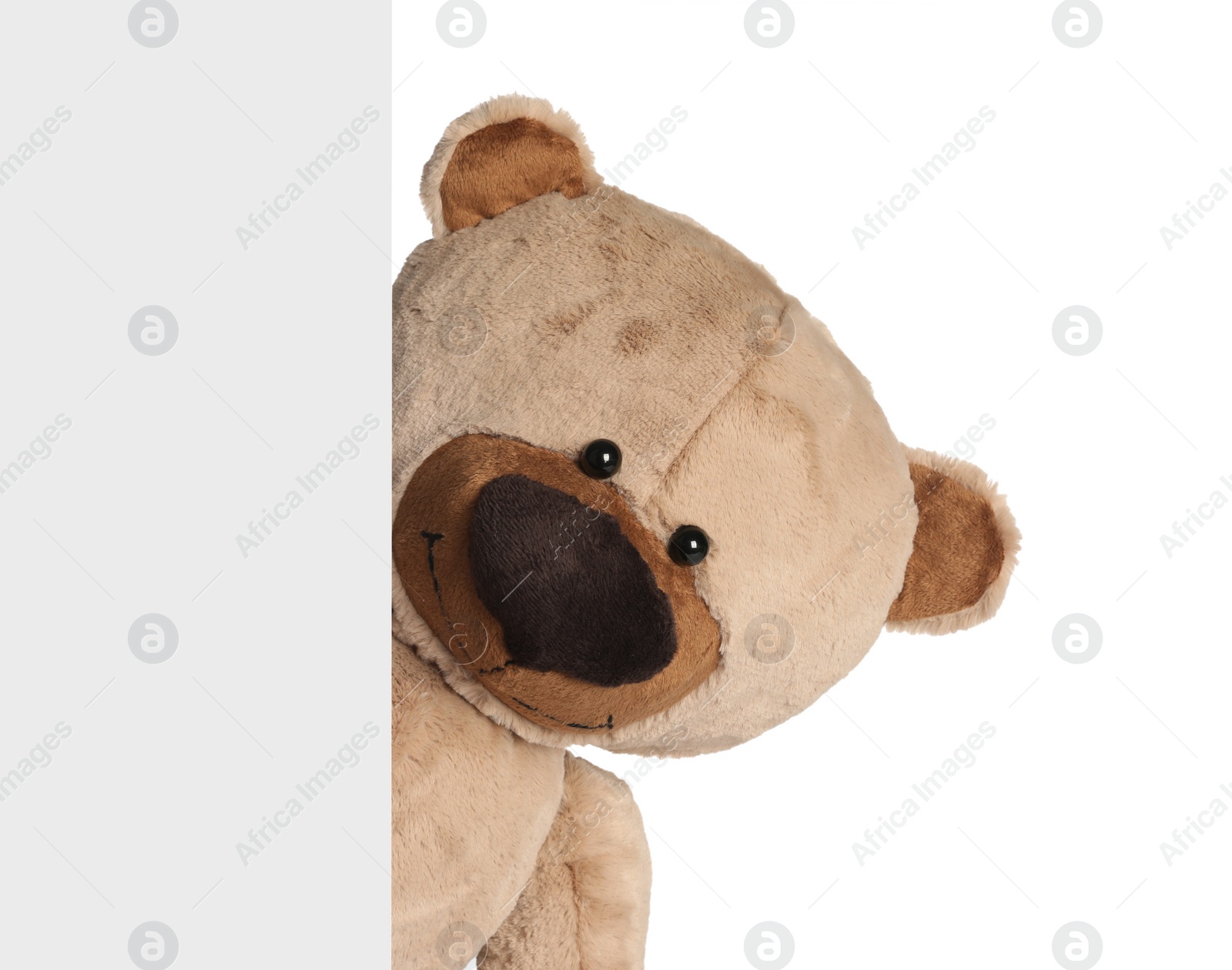 Photo of Cute teddy bear peeking out of blank card on white background