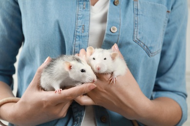 Young woman holding cute small rats, closeup