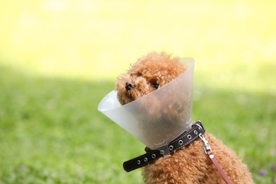 Photo of Cute Maltipoo dog wearing Elizabethan collar outdoors, space for text