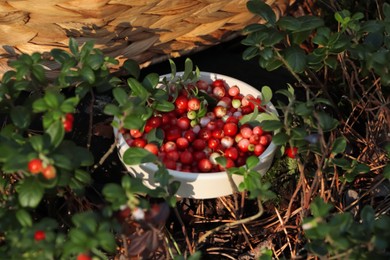Bowl of delicious ripe red lingonberries outdoors