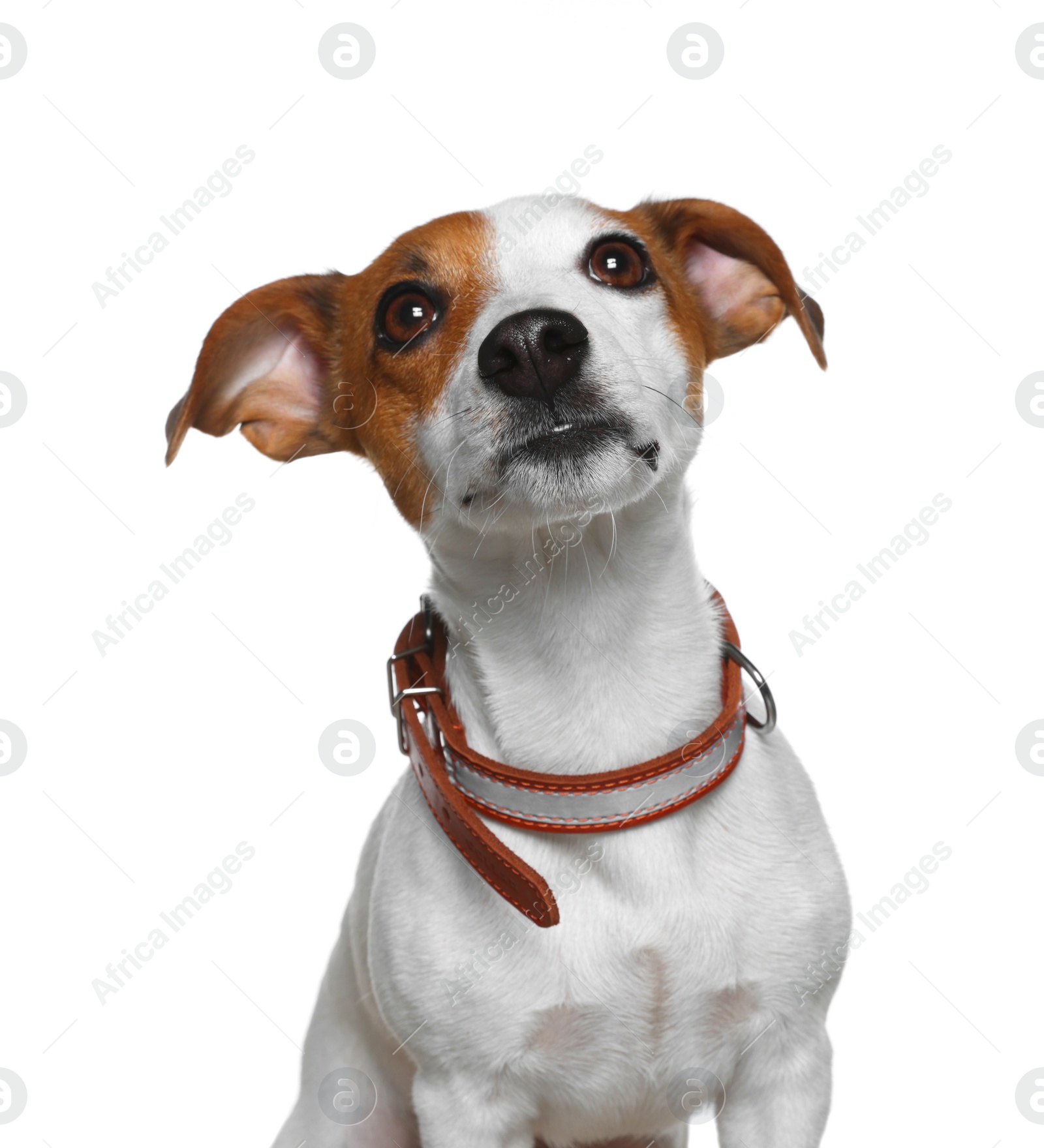 Photo of Adorable Jack Russell terrier with collar on white background