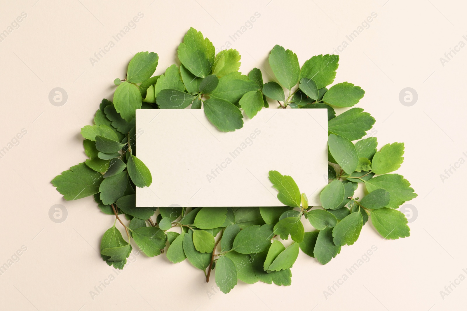 Photo of Blank card with green leaves on light background