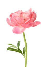 Photo of Beautiful blooming pink peony isolated on white