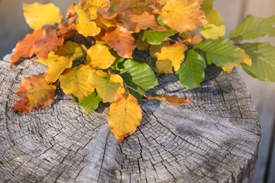 Photo of Colorful autumn leaves on wooden stump