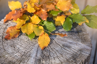 Colorful autumn leaves on wooden stump