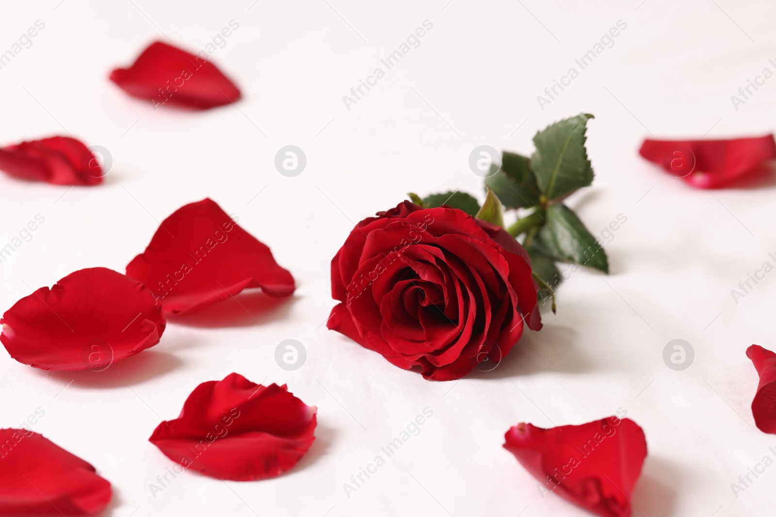Photo of Honeymoon. Beautiful rose flower and petals on bed, closeup