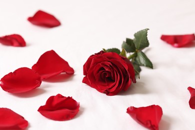 Honeymoon. Beautiful rose flower and petals on bed, closeup