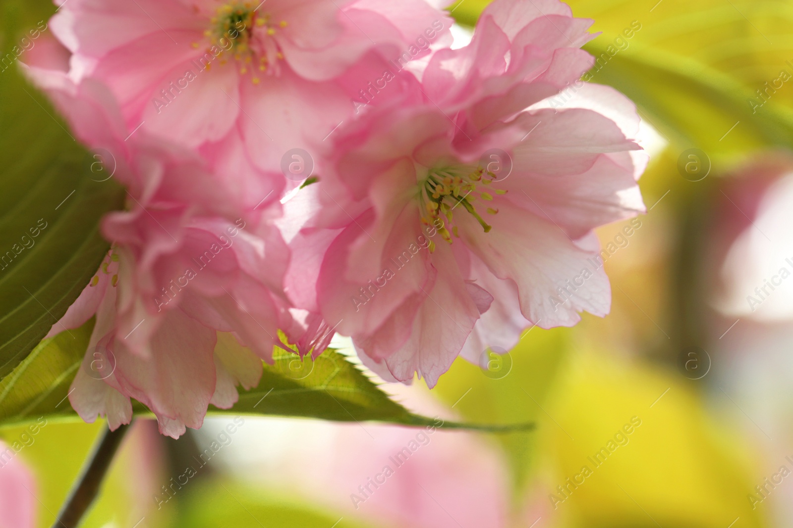 Photo of Beautiful pink flowers of blossoming sakura tree, closeup