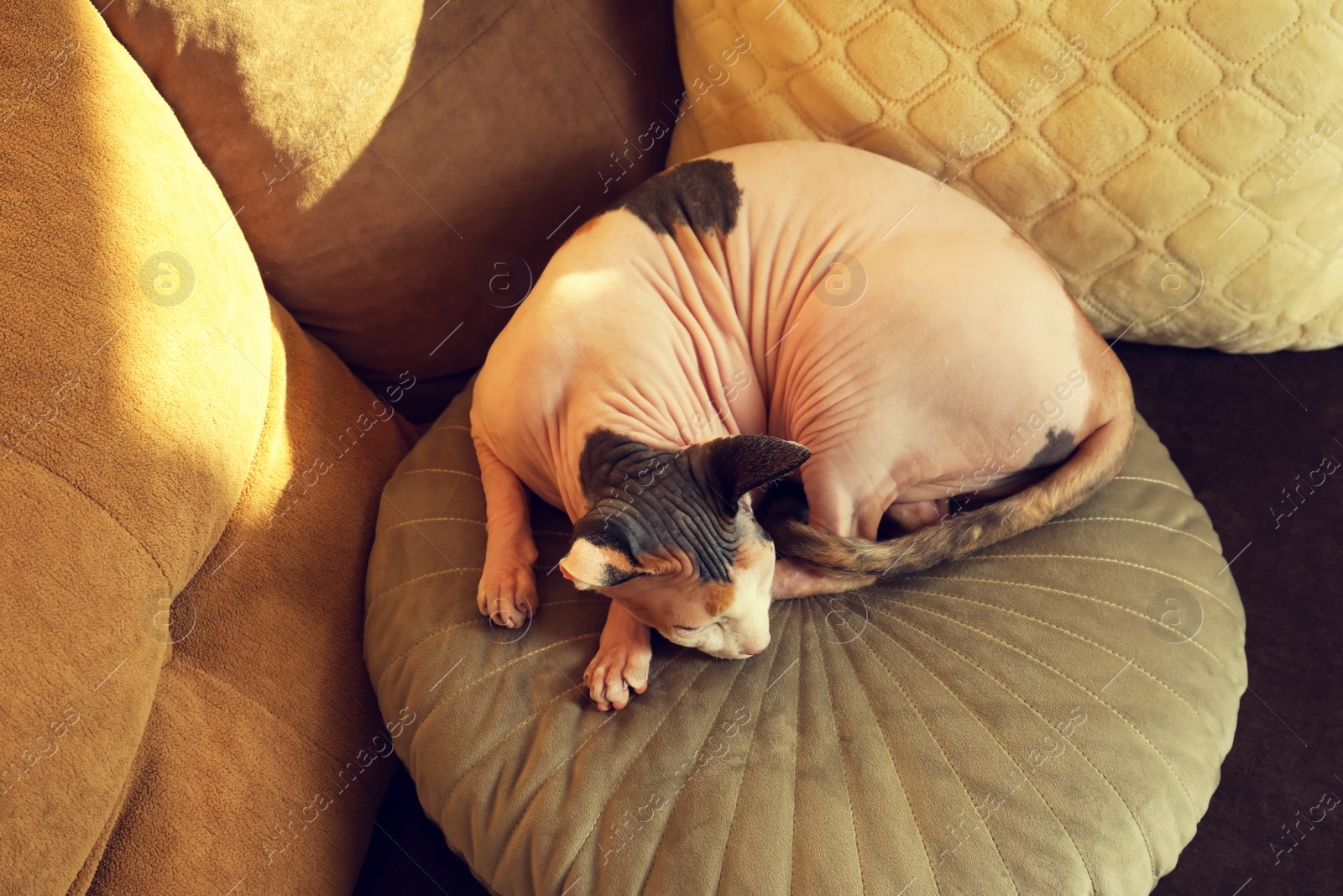 Photo of Adorable Sphynx cat lying on pillow indoors. Cute pet