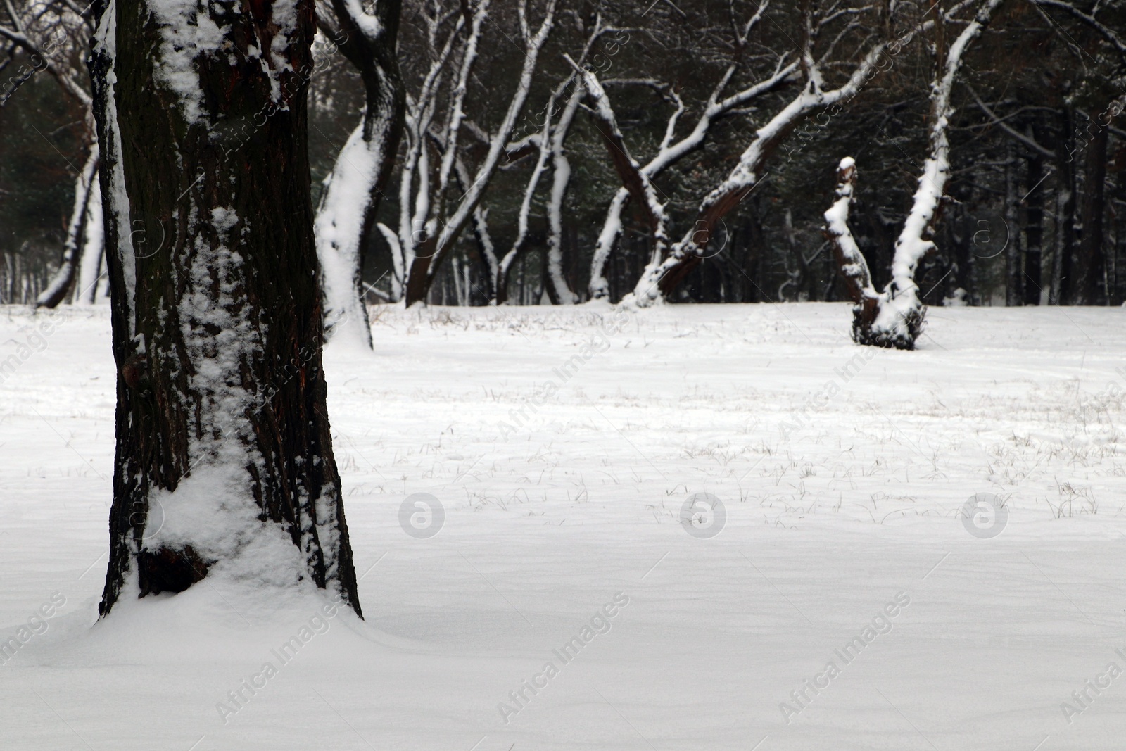 Photo of Picturesque view of beautiful forest covered with snow