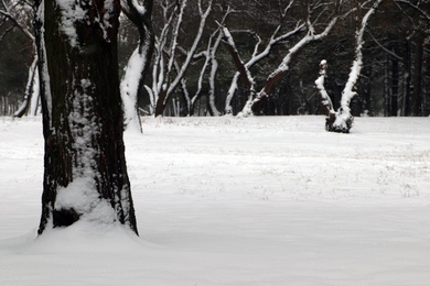 Picturesque view of beautiful forest covered with snow