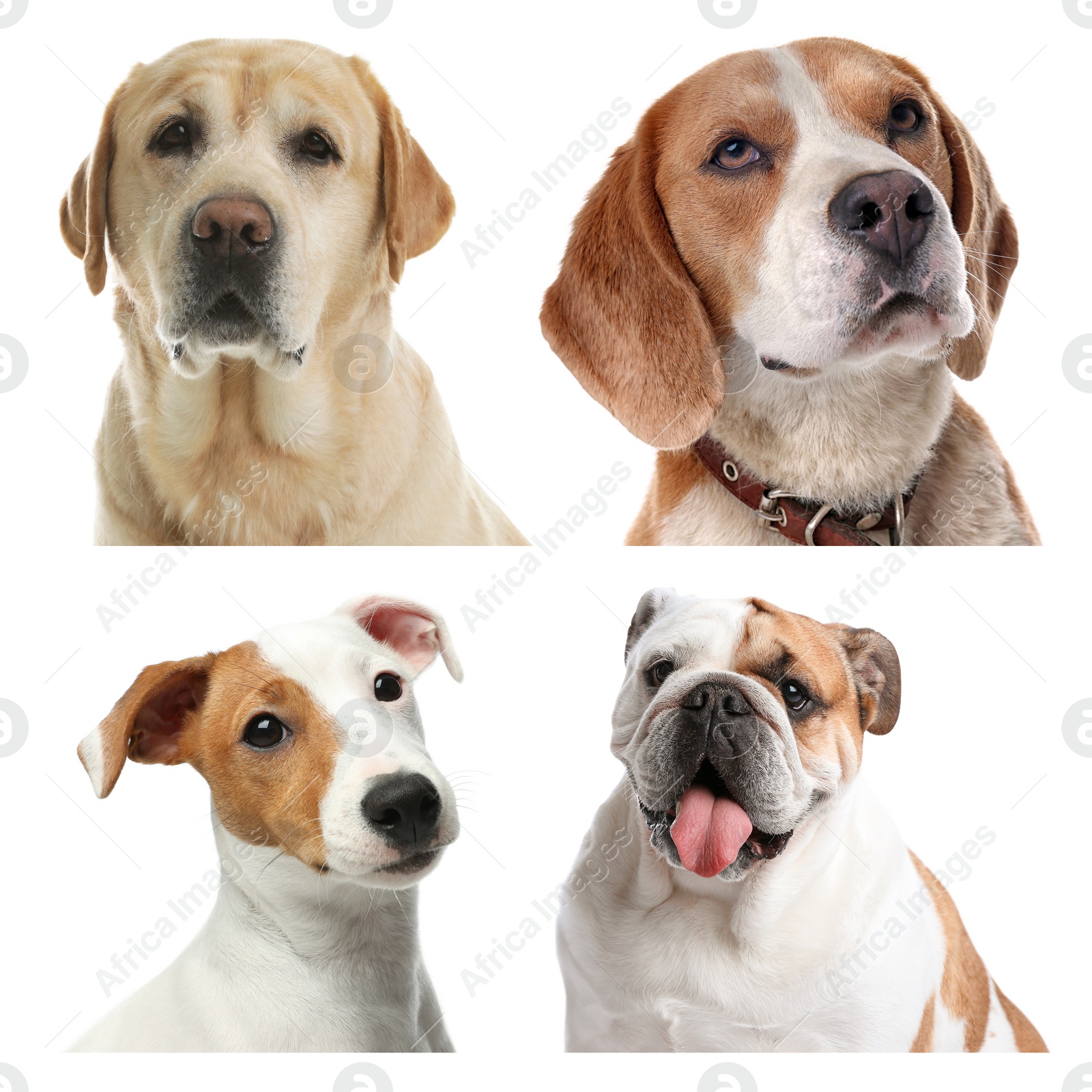 Image of Set of different dogs on white background