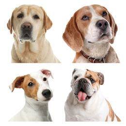 Image of Set of different dogs on white background