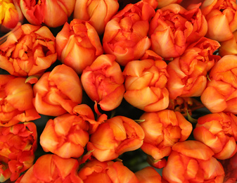 Fresh bright tulip flowers, top view. Floral decor