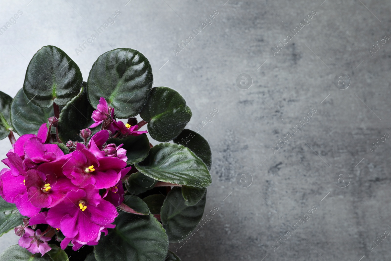 Photo of Top view of beautiful violet flowers on light grey background, space for text. Delicate house plant